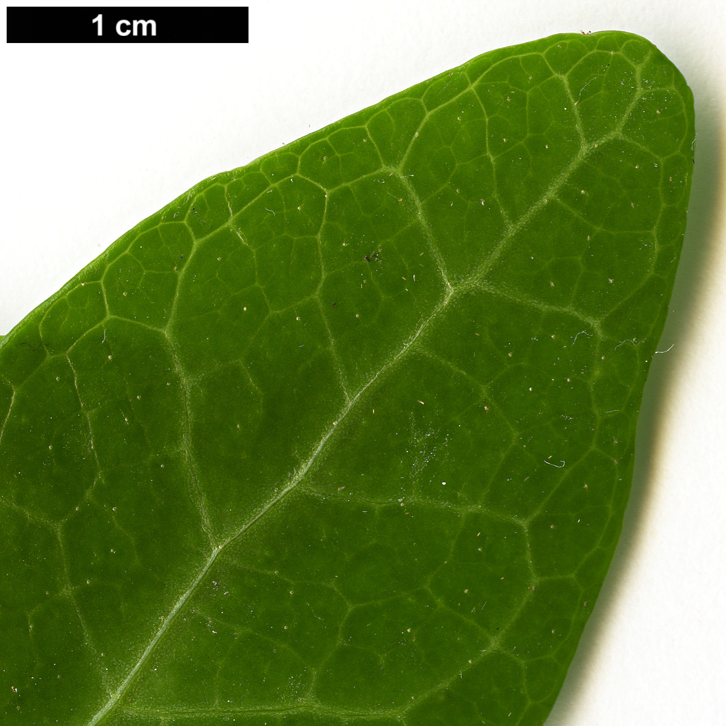 High resolution image: Family: Araliaceae - Genus: Hedera - Taxon: pastuchovii - SpeciesSub: 'Ann Ala'